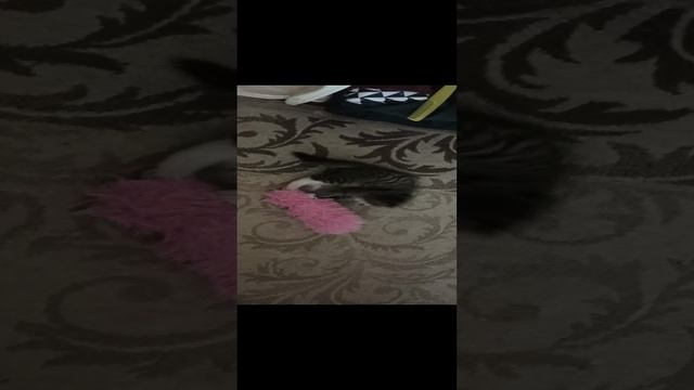 Шанти и гусеница.mp4