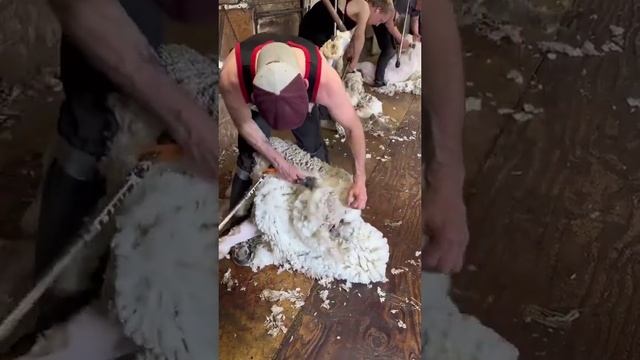 как стригут овец
