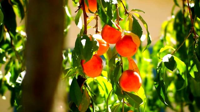 4898728-hd_1920_1080_30fps