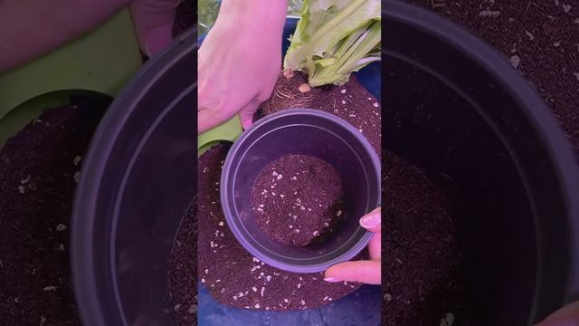 Пряный огород у вас дома без семян и заморочек ❕