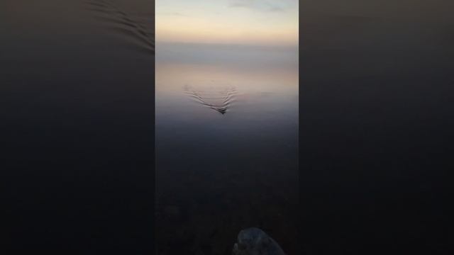 Ловим и в густой туман