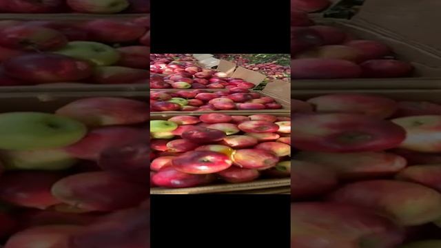 Яблоки. Беркутовское. Реализация с куста
Саратовская область, г. Хвалынск