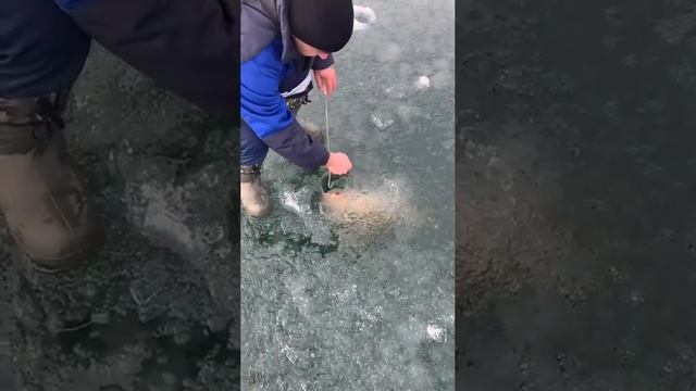 Зачётный сазан по свежему льду👌