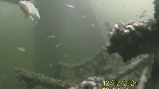 1000034243.mp4Волга гл 4м.02.12.2024г.