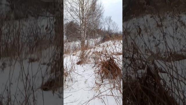 прогулка