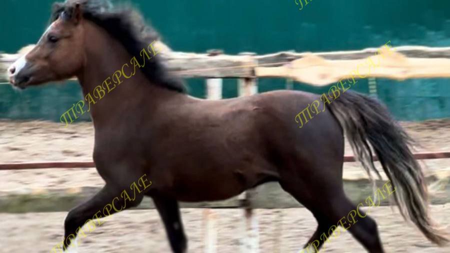 1103-1 Уэльский пони жеребчик