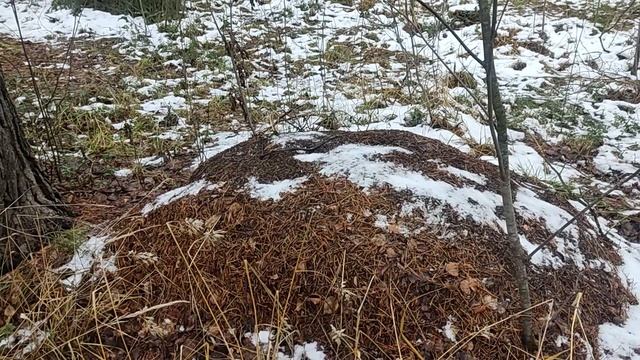 Большой муравейник в лесу  месяц декабрь