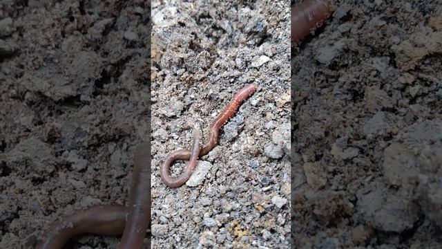 Earthworm V482