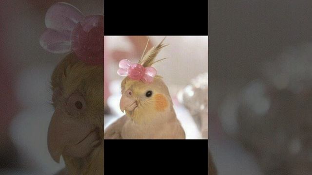 лав🎀