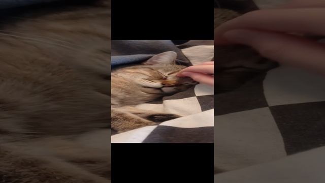котик