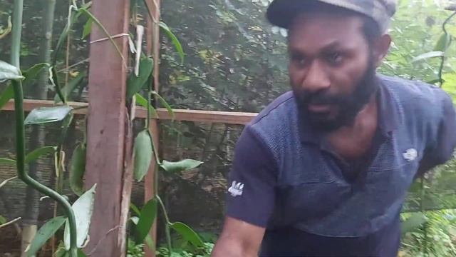 Green House: Yustus Yekusamon Kembangkan Vanilin dan Anggrek di Genyem Jayapura.