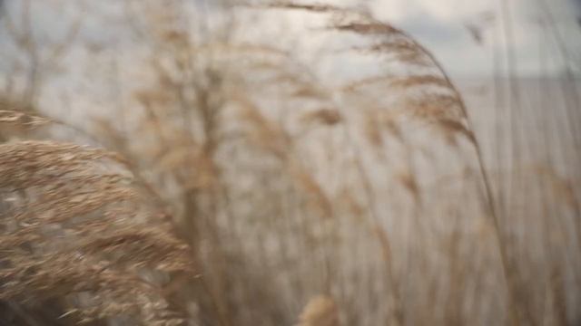 1106519_1080p_Detail_1280x720