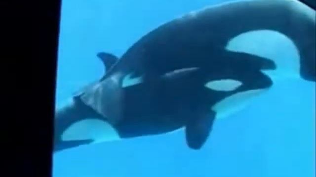 The Birth of Orca
