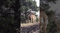 Deer spotted Camera.!! #mercytowardsanimals #beutyofnature #wildlifeindia #saveanimals
