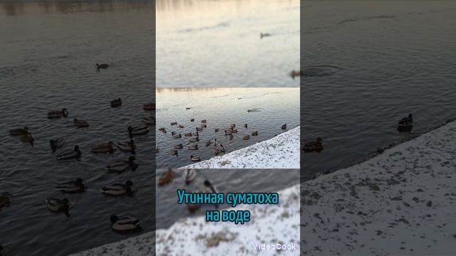 Утинная суматоха на воде