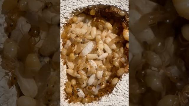 Camponotus fedtschenkoi timelapse 2
