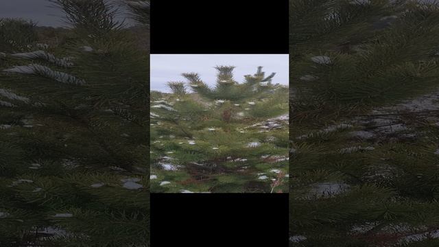 Ель новогодняя