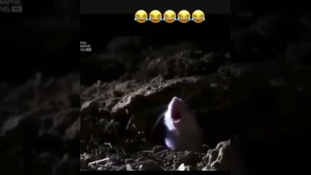 😂😂😂😂😂