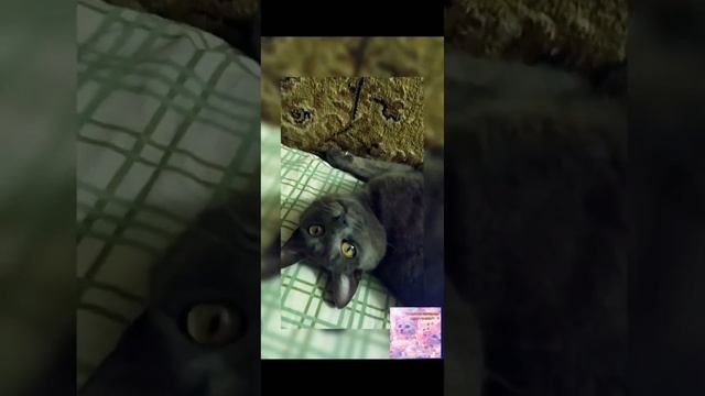 Кошачьи приколы: моя кровать...не подходи,покусаю
