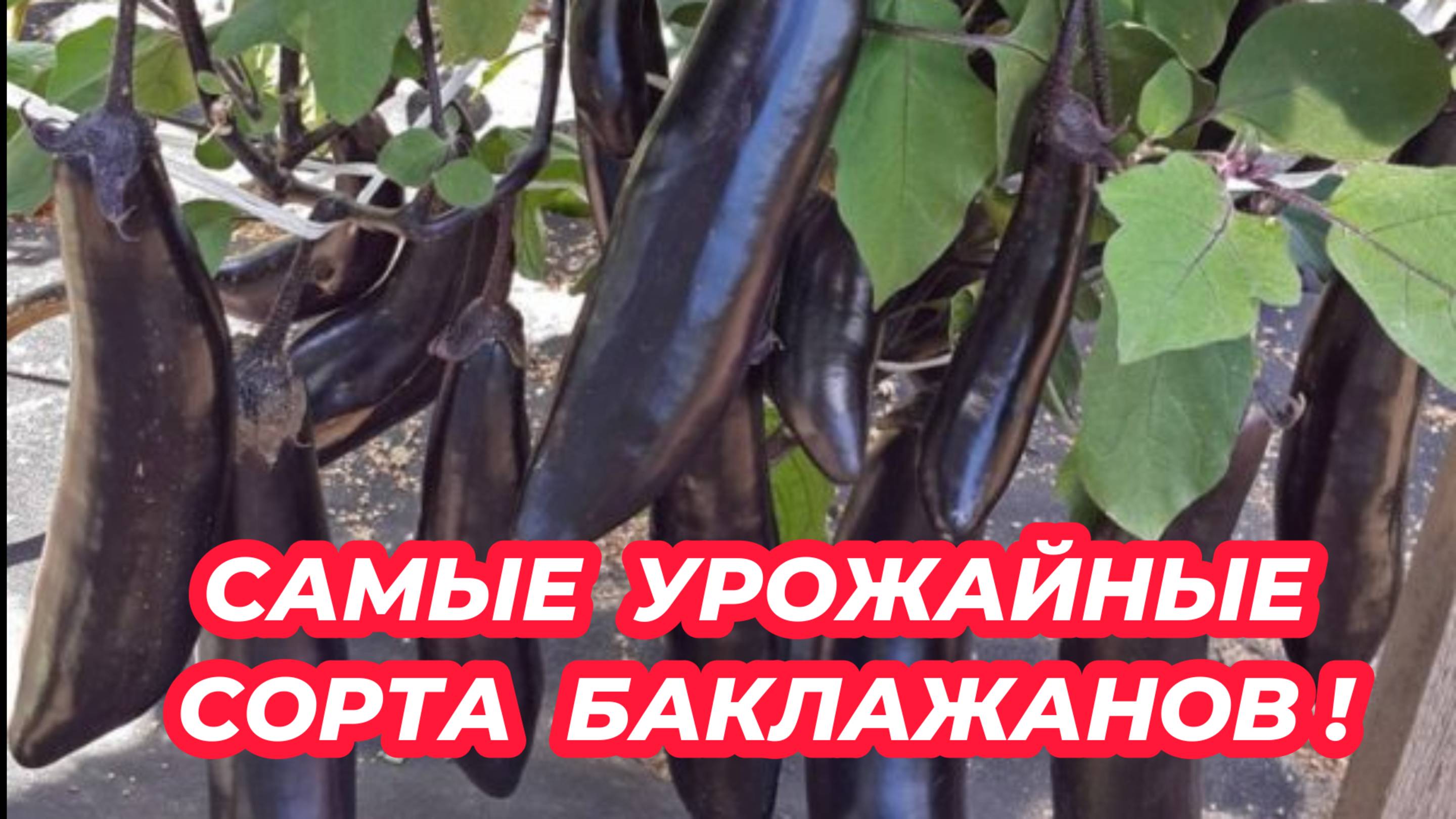 БАКЛАЖАНЫ завалят урожаем, если посадите эти сорта. 3 самых урожайных сорта баклажанов!