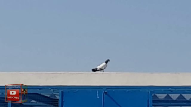 Famous loft Ustad Ch Khurram Chat Peer Fawad Azim Amra kalan New baby pigeon ke phirat