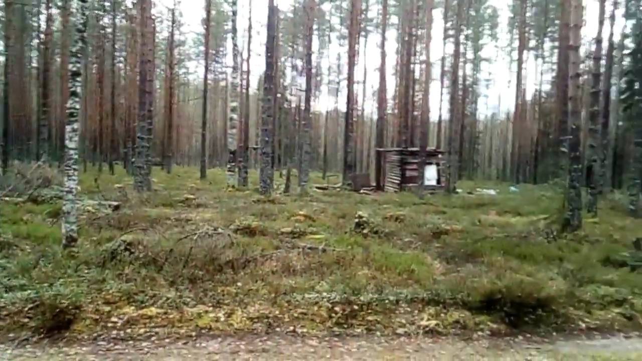 В лесу