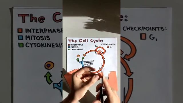 BIO156 online / summer - (Ch 8) Cell Cycle Checkpoints