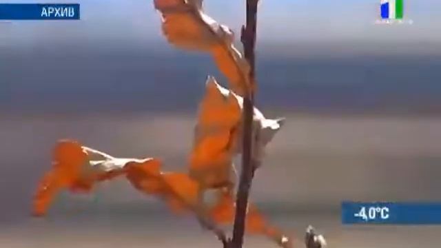 ПАЛ ИЛИ ПРОПАЛ