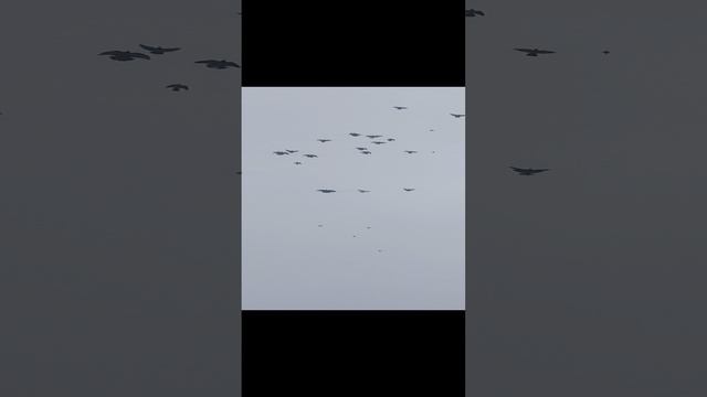 голуби