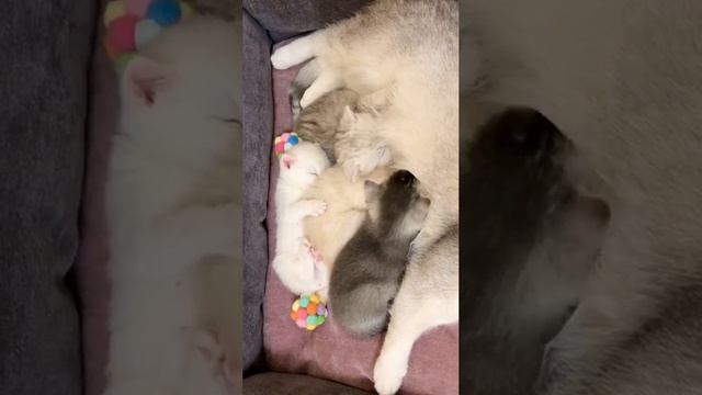 Котятам кошки Кайли 25 дней.