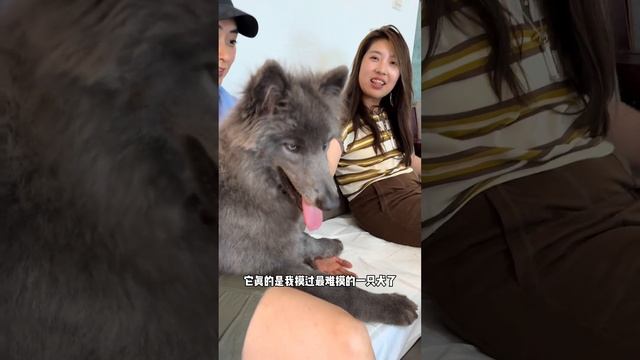 🐶你们最期待的北欧狼犬！他来了！【藏獒加布】