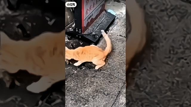 Веселые кошаки