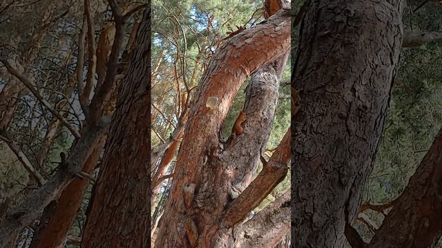 белки в лесу #интересно #animals #милота #nature #squirrel #белка #лес #природа #животные