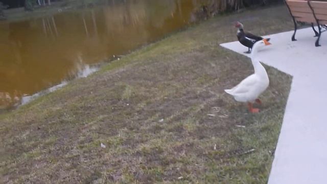 Как меня прогнал гусь со скамейки. Флорида Форт Лодердейл  Easterlin Park in Fort Lauderdale