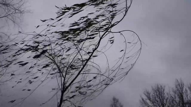 НОЯБРЬСКИЙ ВЕТЕР 1  Футаж