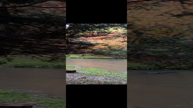 Золотая осень в Белокурихе