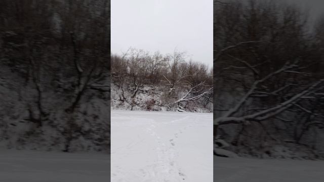 собачки
