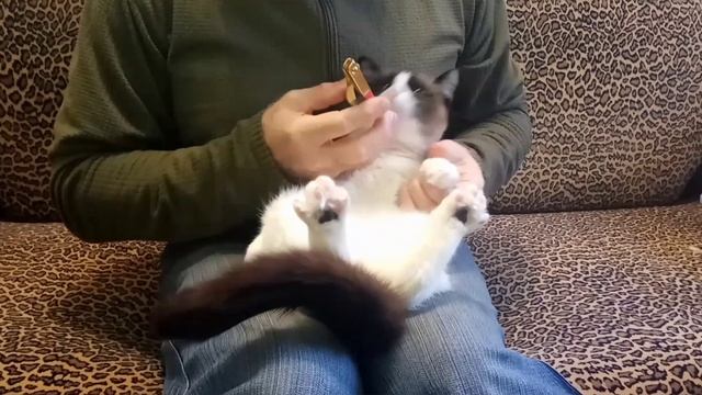 Кошачий маникюр