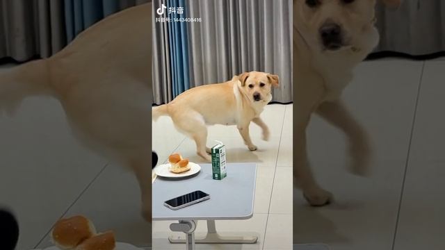 scene_output.mp4