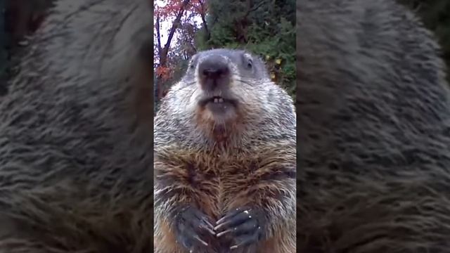 1000010690.mp4