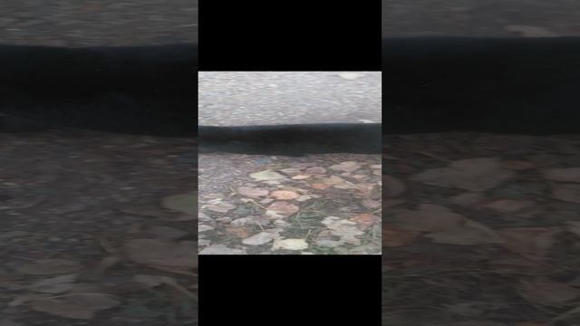 VID_20241202_143557.mp4