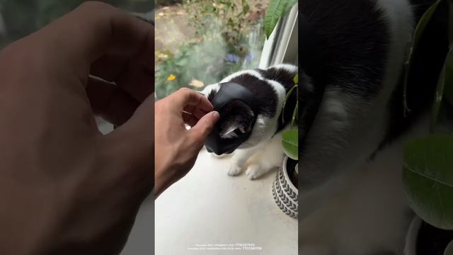 Такое точно нужно твоему питомцу😁
Маска бетмена для кота