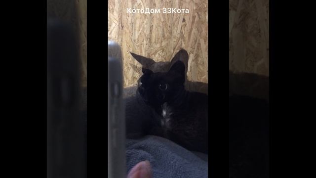 ДИЗЕЛЬ. Котик породы девон рекс, умненький, любопытный, нежный, требующий особого внимания и заботы