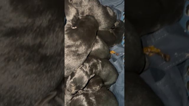 Нашли вот таких щенков очень хороших