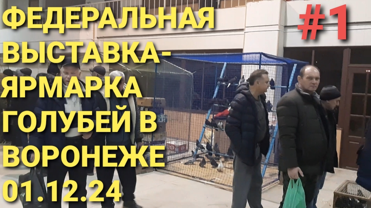 🔥🔥🔥 Федеральная выставка-ярмарка голубей в Воронеже 01.12.24.