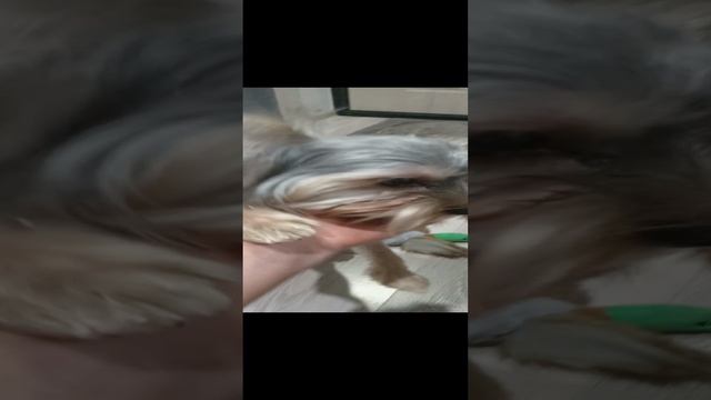 Тимон