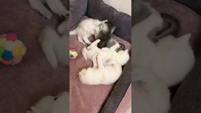 Котятам кошки Кайли 25 дней.