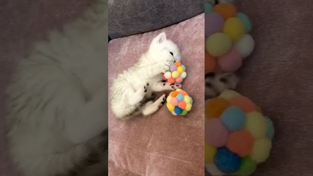 Котятам кошки Кайли 25 дней.
