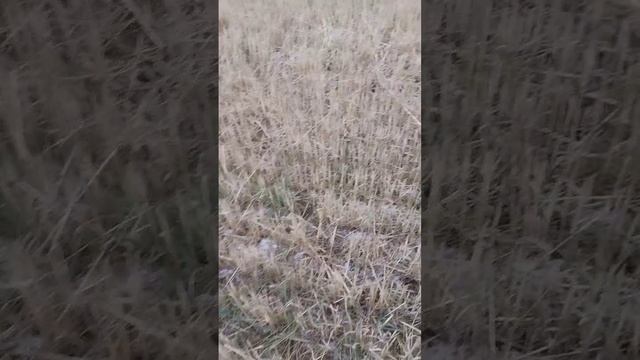 Охота на зайца (02.12.2024) часть 1