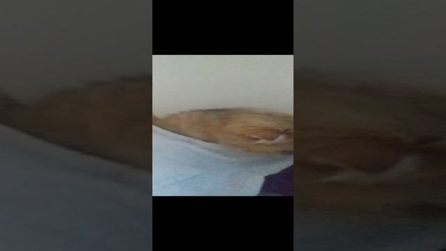 VID_20241202_202227.mp4